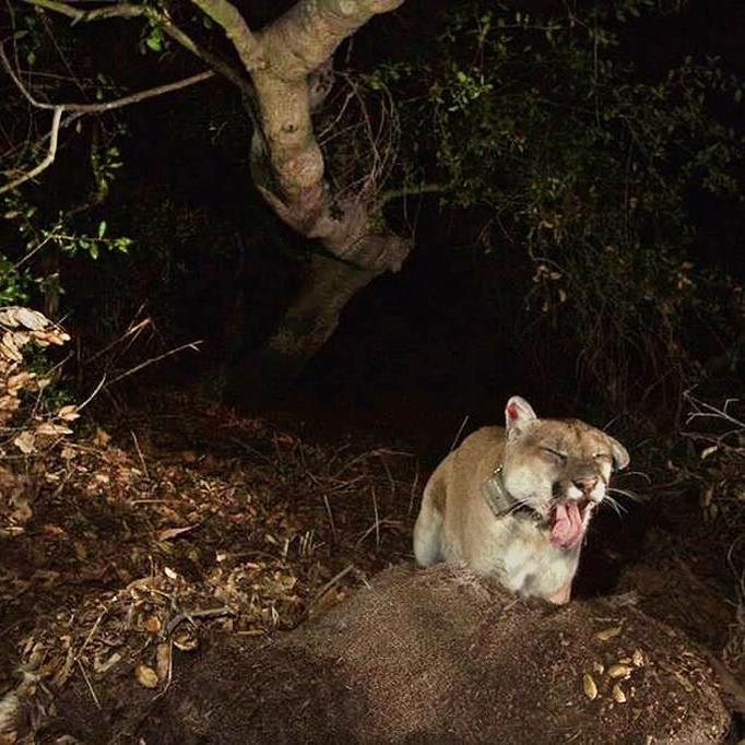 Tribes bury Southern California's famed mountain lion, P-22